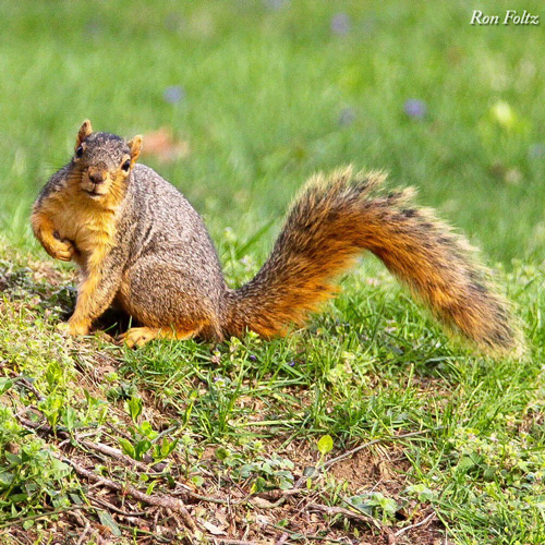 Squirrel in a field